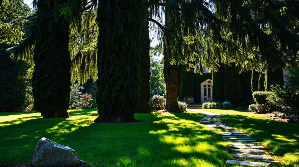 Accessoriser votre jardin avec des cyprès près de la maison